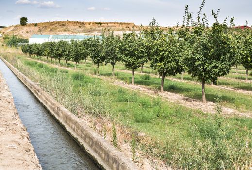 Irrigation canal and fruit trees in row