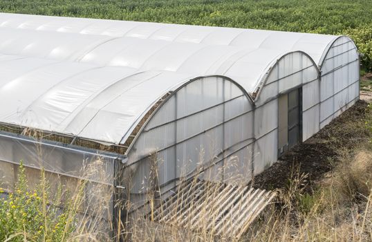 Greenhouse ousite view