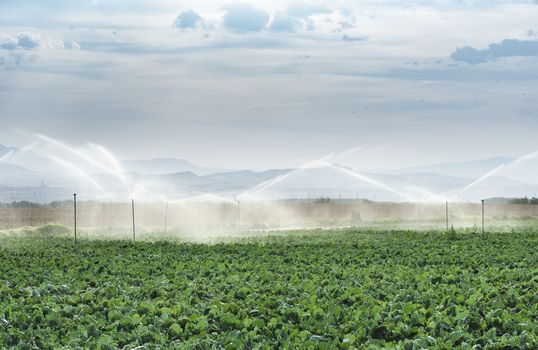 Watering cabbage with sprinklers. Blue sky