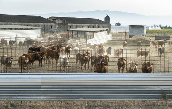 Bulls in a farm. Buildings and fences