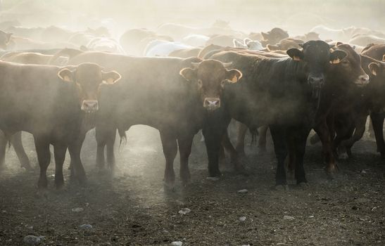 Calves in farm for veal. 