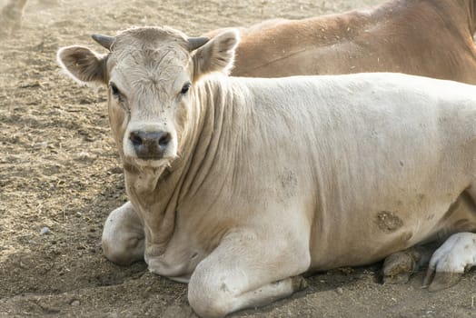 One bull in farm. Close up