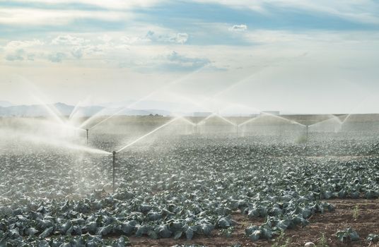 Watering cabbage with sprinklers. Blue sky