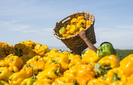 People picking peppers on agriculture field