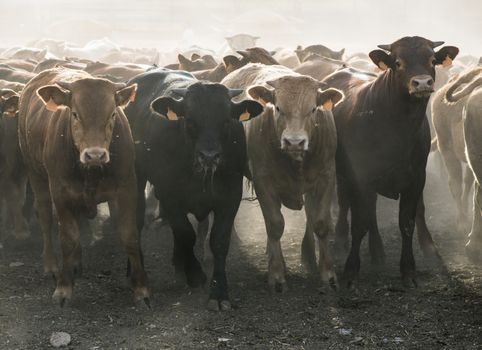 Calves in farm for veal. 