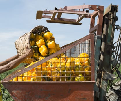 People picking peppers on agriculture field