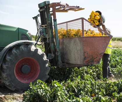 People picking peppers on agriculture field