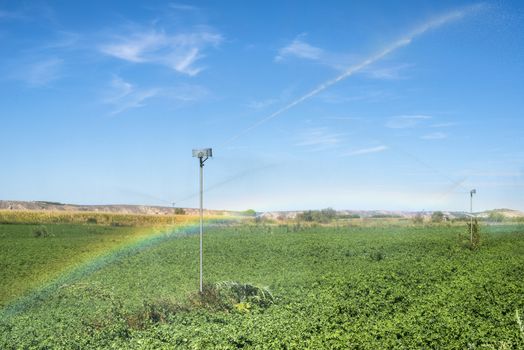 Watering sprinklers on the field. Green plants and rainbow