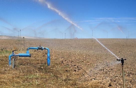 Irrigation sprayers in the field. Yellow plants