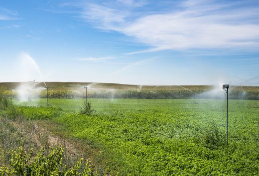 Watering sprinklers on the field. Green plants and blue sky