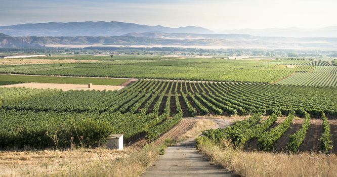 Vineyards on the hill at sunset. Panorama