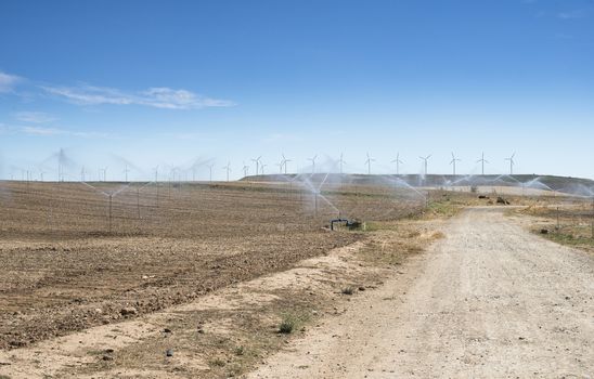 Irrigation sprayers in the field. Yellow plants