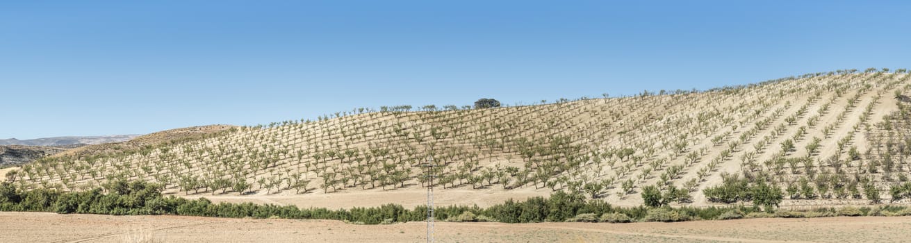 Almond trees plantation and blue sky