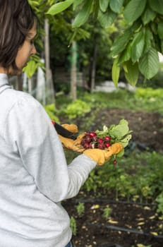 Woman hold bunch of radishes in a garden. 