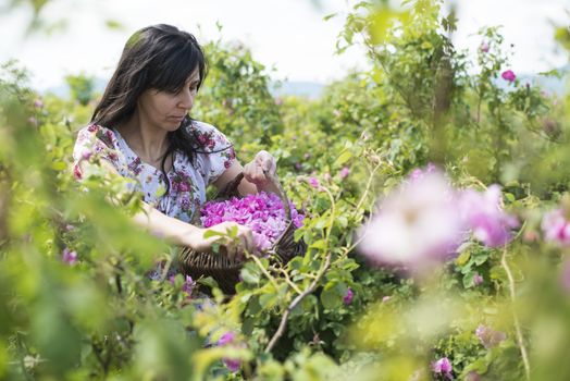 Woman picking color of oilseed roses. Harvest roses.