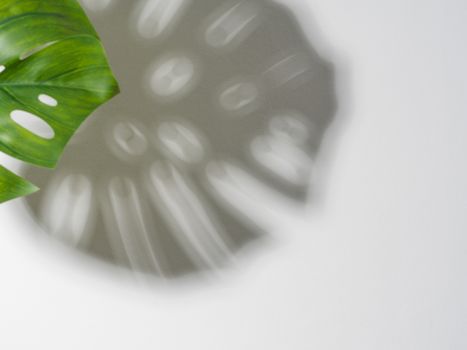 Monstera leaf on gray stone background. Tropical plant monsterawith shadow on grya wall background. Copy space for text. Creative layout monstera leaves decorating for composition design, wallpaper