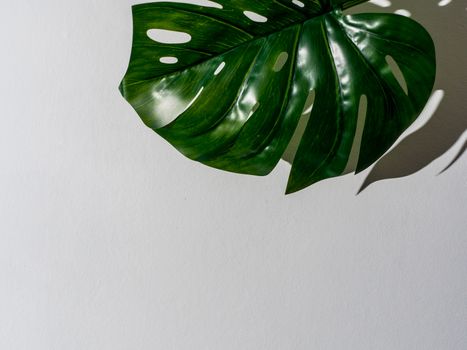 Monstera leaf on gray background. Tropical plant monstera in hard light. Copy space for text. Creative layout monstera leaves decorating for composition design, wallpaper