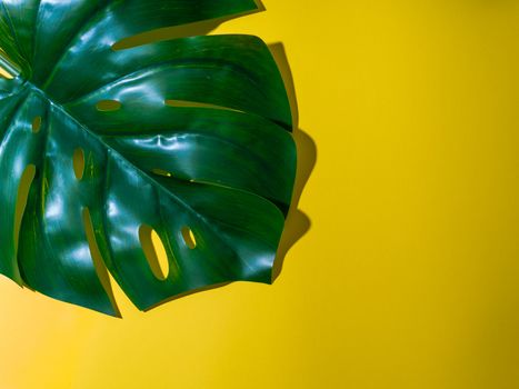 Monstera leaf on Ceylon Yellow background. Tropical plant monstera in hard light. Copy space for text. Creative layout monstera leaves decorating for composition design, wallpaper
