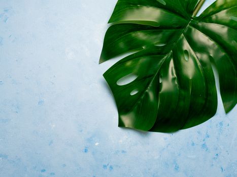 Monstera leaf on blue background. Tropical plant monstera. Copy space for text. Creative layout monstera leaves decorating for composition design, wallpaper