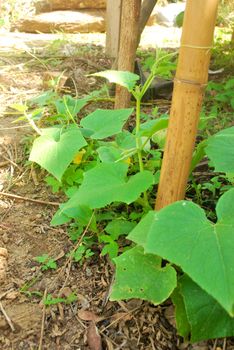 Growth of cucumber plants.Cultivation of Thai Cucumbers.