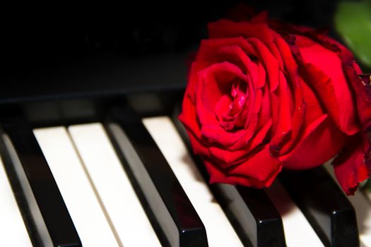 a red rose on the piano keys