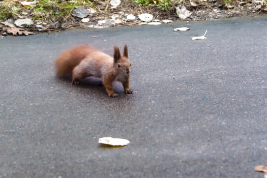 Beautiful, fast squirrel in the autumn park