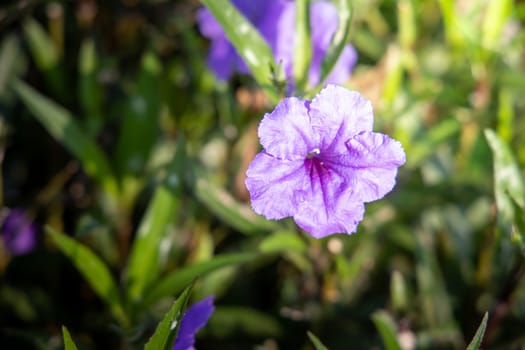 The background image of the colorful flowers, background nature