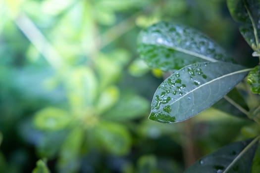 Close Up green leaf under sunlight in the garden. Natural background with copy space.