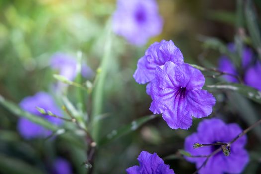 The background image of the colorful flowers, background nature