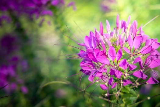 The background image of the colorful flowers, background nature