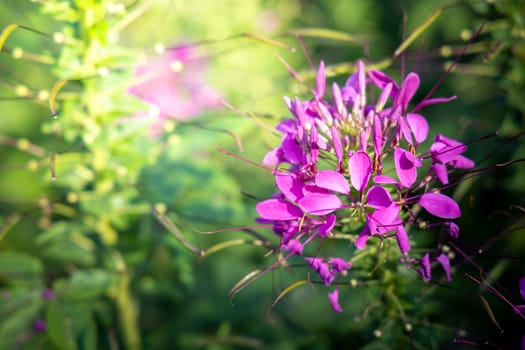 The background image of the colorful flowers, background nature