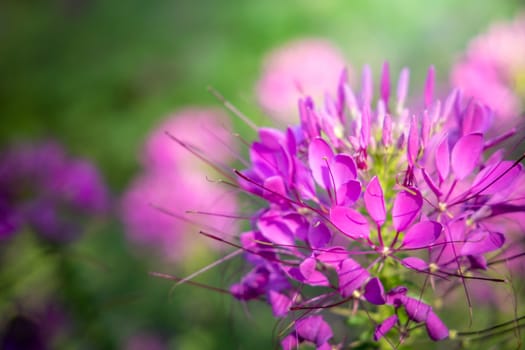 The background image of the colorful flowers, background nature