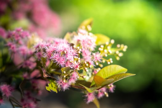 The background image of the colorful flowers, background nature