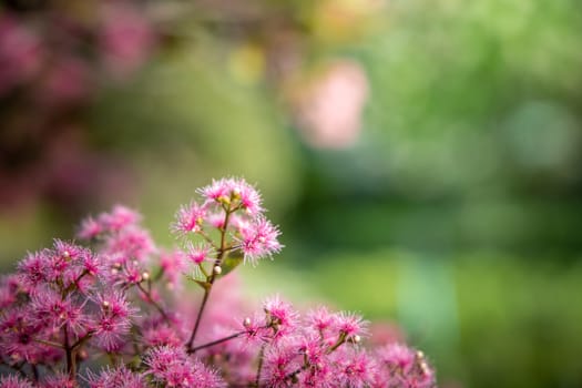 The background image of the colorful flowers, background nature