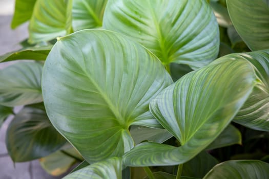 Close Up green leaf under sunlight in the garden. Natural background with copy space.