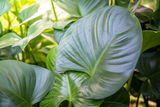 Close Up green leaf under sunlight in the garden. Natural background with copy space.