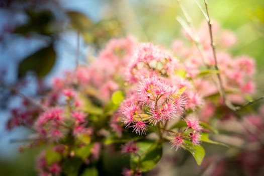 The background image of the colorful flowers, background nature