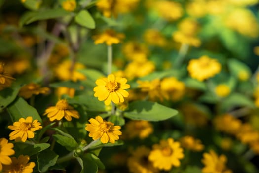 The background image of the colorful flowers, background nature