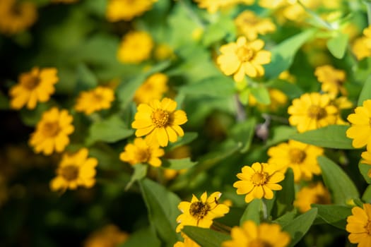 The background image of the colorful flowers, background nature