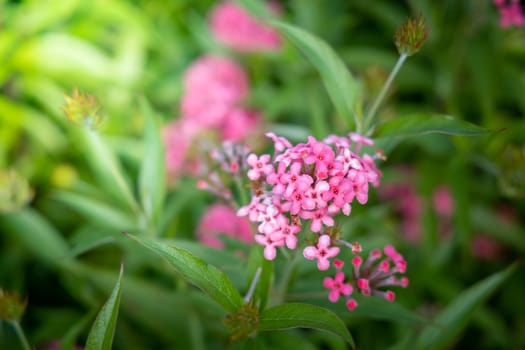 The background image of the colorful flowers, background nature