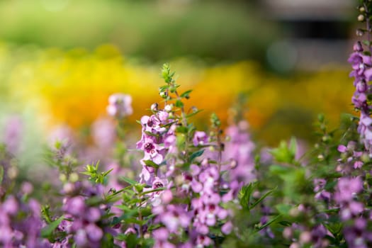 The background image of the colorful flowers, background nature