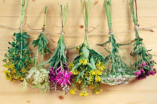 Bundles of medicinal herbs dried near a light wooden wall, alternative medicine and herbal treatment concept.