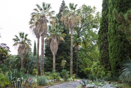 The natural landscape of the Arboretum in Sochi, Russia.