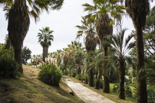 The natural landscape of the Arboretum in Sochi, Russia.
