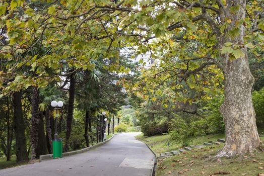 The natural landscape of the Arboretum in Sochi, Russia.