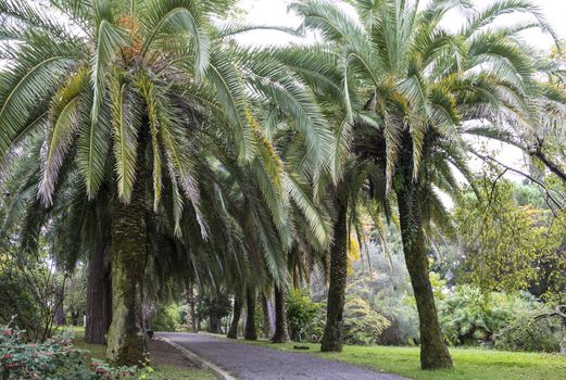 The natural landscape of the Arboretum in Sochi, Russia.