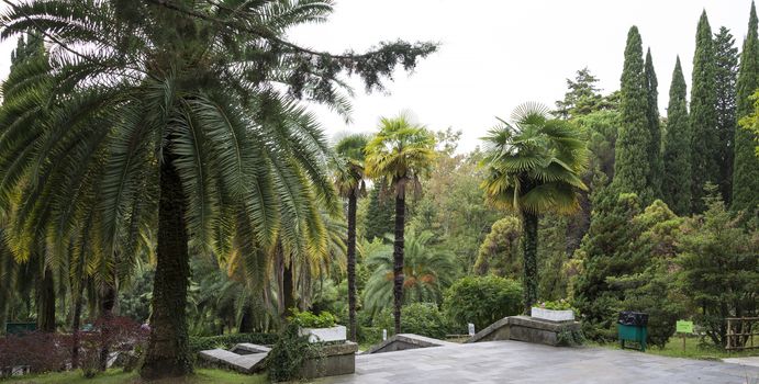 The natural landscape of the Arboretum in Sochi, Russia.