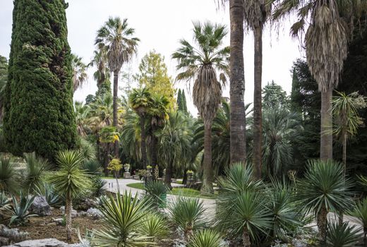 The natural landscape of the Arboretum in Sochi, Russia.