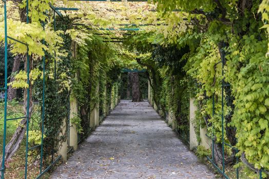 Tunnel of plants in the arboretum of Sochi, Russia.
