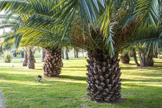 Palm trees in a Park in Sochi, Russia. Evening 21 October 2109.